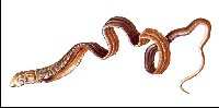 Animales Invertebrados