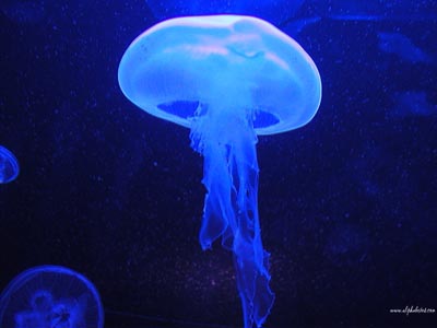 Reproducción Alternante
