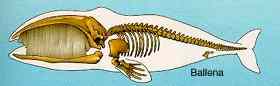 Animales Vertebrados